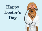 Fototapeta Konie - Happy Doctor's day. Lovable, pretty puppy, dressed in a doctor's coat. Closeup, indoors. Studio photo. Pets care concept