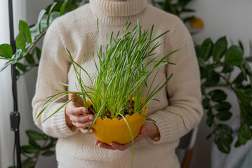 Wall Mural - Hands of a woman holding a yellow pot with chives. Woman in a white sweater stands in front of a big green plant. Close up.	