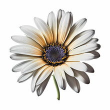 African Daisy Flower Isolated White