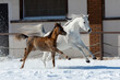 Young pretty arabian horse foal and his mother on winter background, portrait in action
