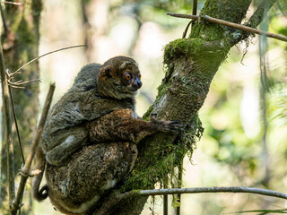 Wall Mural - Peyriéras' Woolly, Avahi peyrierasi, female with young. Ranomafana National Park. Madagascar wildlife