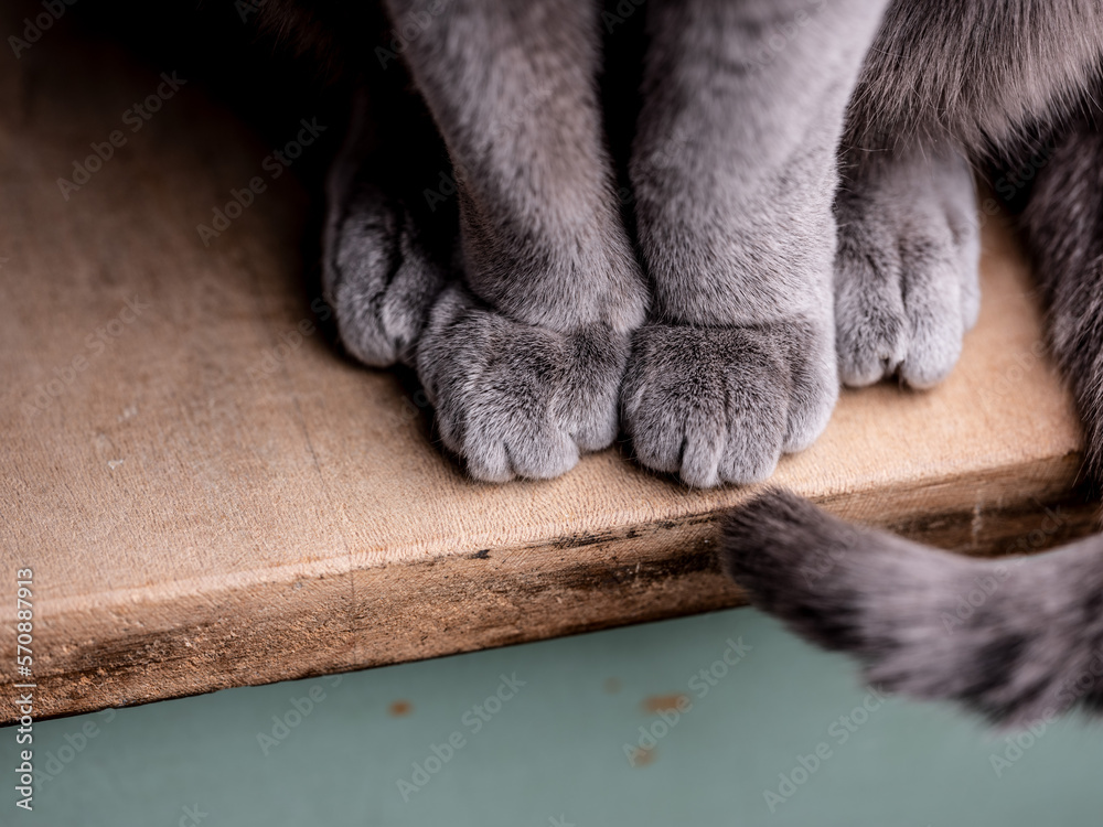 Russian Blue Cat Paws Detail