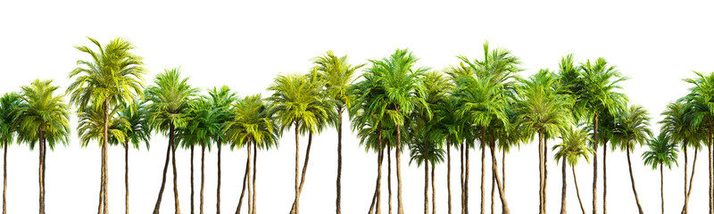 Wall Mural - Row of palm trees on white transparent background. 3D rendering illustration.