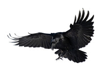 A Beautiful Raven (Corvus Corax) In Flight