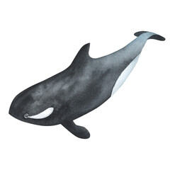 Wall Mural - Watercolor killer whale isolated on white background. Hand-painted realistic illustration with underwater grey animal.