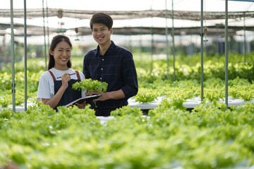 Wall Mural - Young modern Asian farmer working at the hydroponic farm, smiling, enjoy working together. hydroponic vegetable concept.