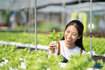 Wall Mural - Green salad hydroponic farm concept. Young female Asian farmer picking up the fresh salad for the harvesting process.