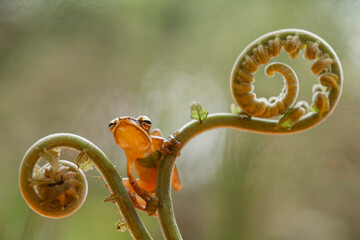 Wall Mural - Little Tree Frog on the Nice Place