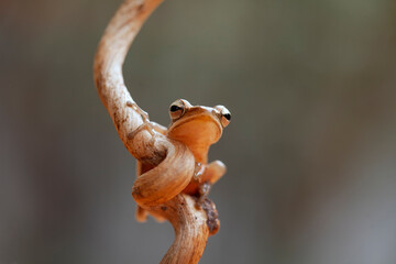 Wall Mural - Little Tree Frog on the Nice Place