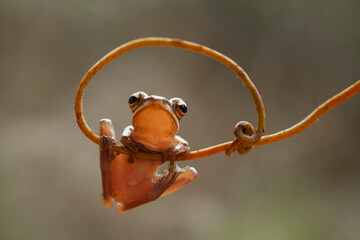 Little Tree Frog on the Nice Place