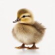 Detailed illustration of a cute fluffy baby duckling chick isolated on a white background, generative ai
