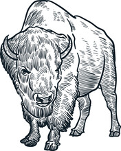 Vintage Hand Drawn Sketch Bison