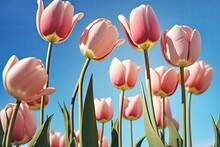 Beautiful Pink Tulips Against A Blue Sky (Created Using Generative AI)