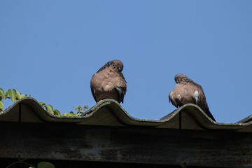 Brown Pigeon sitting on house roof