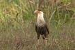 The crested caracara (Caracara plancus) is a bird of prey in the family Falconidae. It is found from the southern United States through Central and South America to Tierra del Fuego.