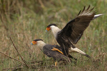 The Crested Caracara (Caracara Plancus) Is A Bird Of Prey In The Family Falconidae. It Is Found From The Southern United States Through Central And South America To Tierra Del Fuego.