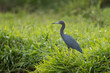 The little blue heron (Egretta caerulea) is a small heron of the genus Egretta. It is a small, darkly colored heron with a two-toned bill. Juveniles are entirely white.