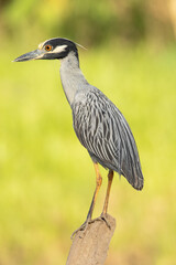 Wall Mural - the yellow-crowned night heron (nyctanassa violacea), is one of two species of night herons found in