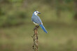 The blue jay (Cyanocitta cristata) is a passerine bird in the family Corvidae, native to eastern North America. It lives in most of the eastern and central United States.