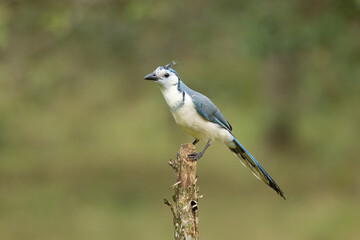 Wall Mural - The blue jay (Cyanocitta cristata) is a passerine bird in the family Corvidae, native to eastern North America. It lives in most of the eastern and central United States.