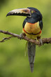 The collared aracari or collared araçari (Pteroglossus torquatus) is a near-passerine bird in the toucan family Ramphastidae. It is found from Mexico to Colombia and Venezuela.