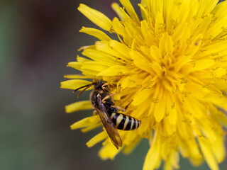 bee on yellow flower