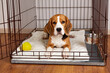 The beagle dog is lying in a cage. Wire crate for keeping and safe transportation of pets.