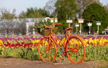 Orange Bicycle At The Tulip Field In Windmill Island Gardens In Holland Michigan.