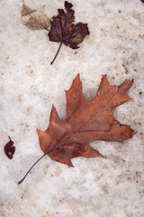Wall Mural - a large brown oak tree leaf maple leaf and other small leaves sit on top of melting snow background.
