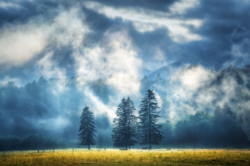 Wall Mural - three trees in low clouds at amazing sunrise in slovenia. colorful landscape with green forest in fo