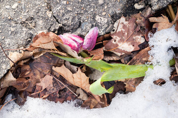 close up of a discarded damaged frozen pink and white tulip flower with green stem laying in some le