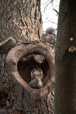 Fototapeta Tęcza - A closeup wildlife photograph looking up at two adorable common gray squirrels sitting up in a tree with one resting inside of a tree hollow or hole on a warm sunny winter day.
