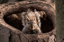 A Close-up Wildlife Photograph Looking Straight Up An Adorable Common Gray Squirrel Sticking Its Head Out Of A Large Tree Hollow Or Hole Looking Straight Down At The Camera.