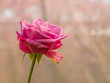 Closeup of one pink rose flower with blurry bokeh light background in the park or garden