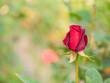 Closeup of vibrant one red rose flower with blurry bokeh garden or park background