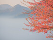 Closeup of pink cherry blossom flower branch with blurry fog and mountain background space for text