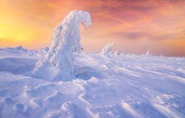 Wall Mural - beautiful winter landscape with trees covered with snow