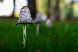 Fototapeta Sawanna - Small beautiful white mushrooms closeup in green grass with many more mushrooms in perspective