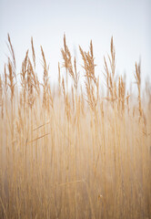 Naklejka na meble dry grass in autumn fog portrait format
