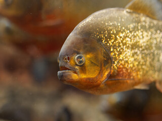 Wall Mural - Pygocentrus nattereri. Piranha closeup in the aquarium