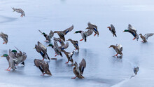 Flock Of Wild Ducks Lands On The Icy Surface Of A Frozen Body Of Water