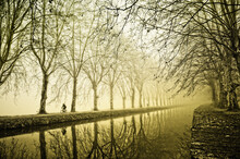 Tree Alleys Along The Midi Channel In France In Winter With A Cyclist On The Banks In Foggy Weather