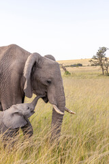 baby elephant tasting mother's food