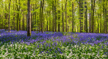 Sun Streams Through Bluebell Woods With Deep Blue Purple Flowers Under A Bright Green Beech Canopy