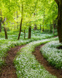 Sunshine illuminates a path through wild garlic  in a Dorset woodland