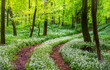 Sunshine illuminates a path through wild garlic  in a Dorset woodland