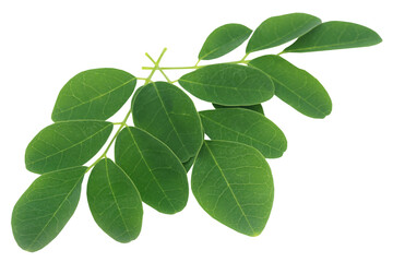 Sticker - Moringa leaves