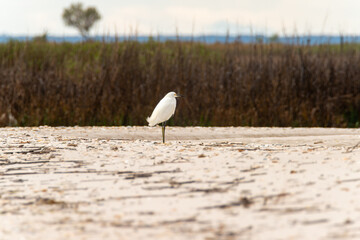 Wall Mural - Alone baby great egret on the beach