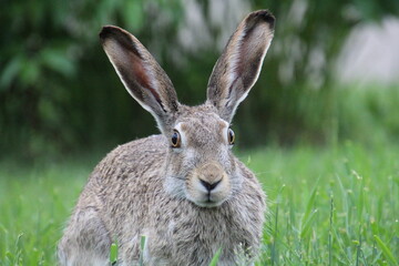 Wall Mural - rabbit in the field