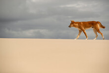 Perseverant Steps - Determined And Persistent, An Alpha Male Coastal Dingo Attentively Starts His First Daylight Patrol Around His Territory.